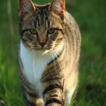 House In Bohemian Near Slope 度假居